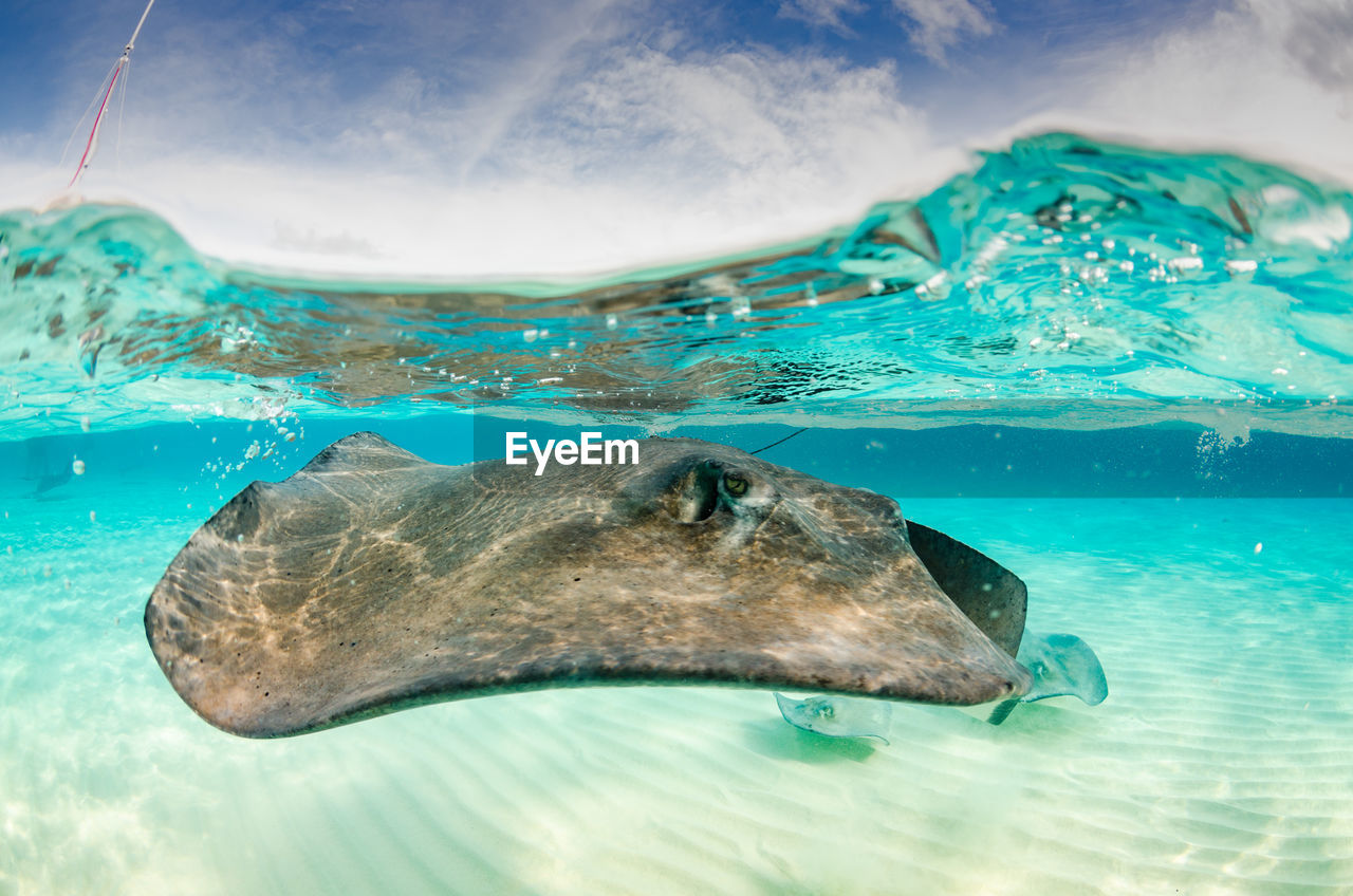 Under over close-up of stingray swimming in sea