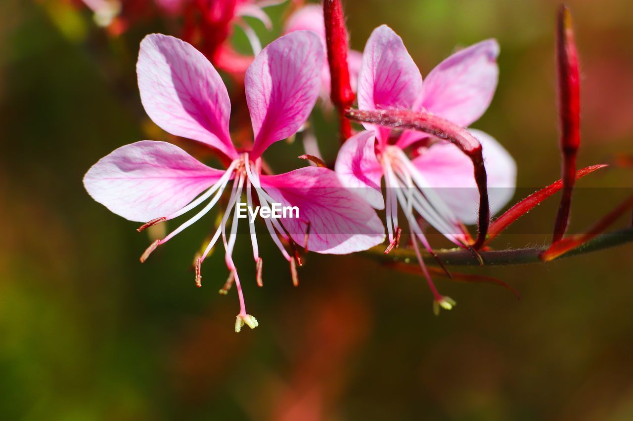 Close-up of pink flowering plant