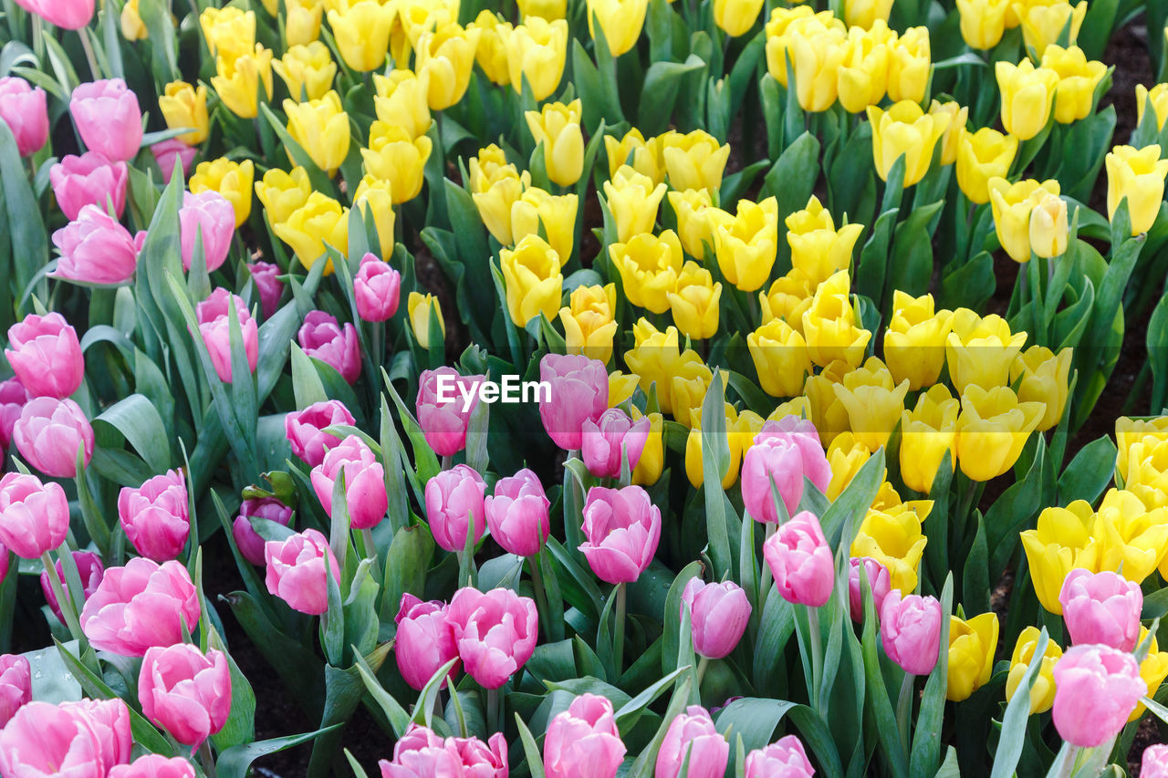 Close-up of pink and yellow tulip outdoors