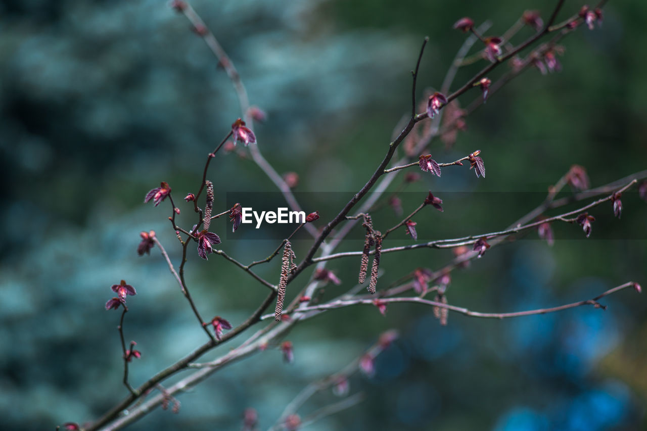 Close-up of flowers growing on tree