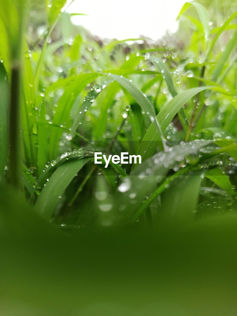 CLOSE-UP OF RAINDROPS ON GRASS