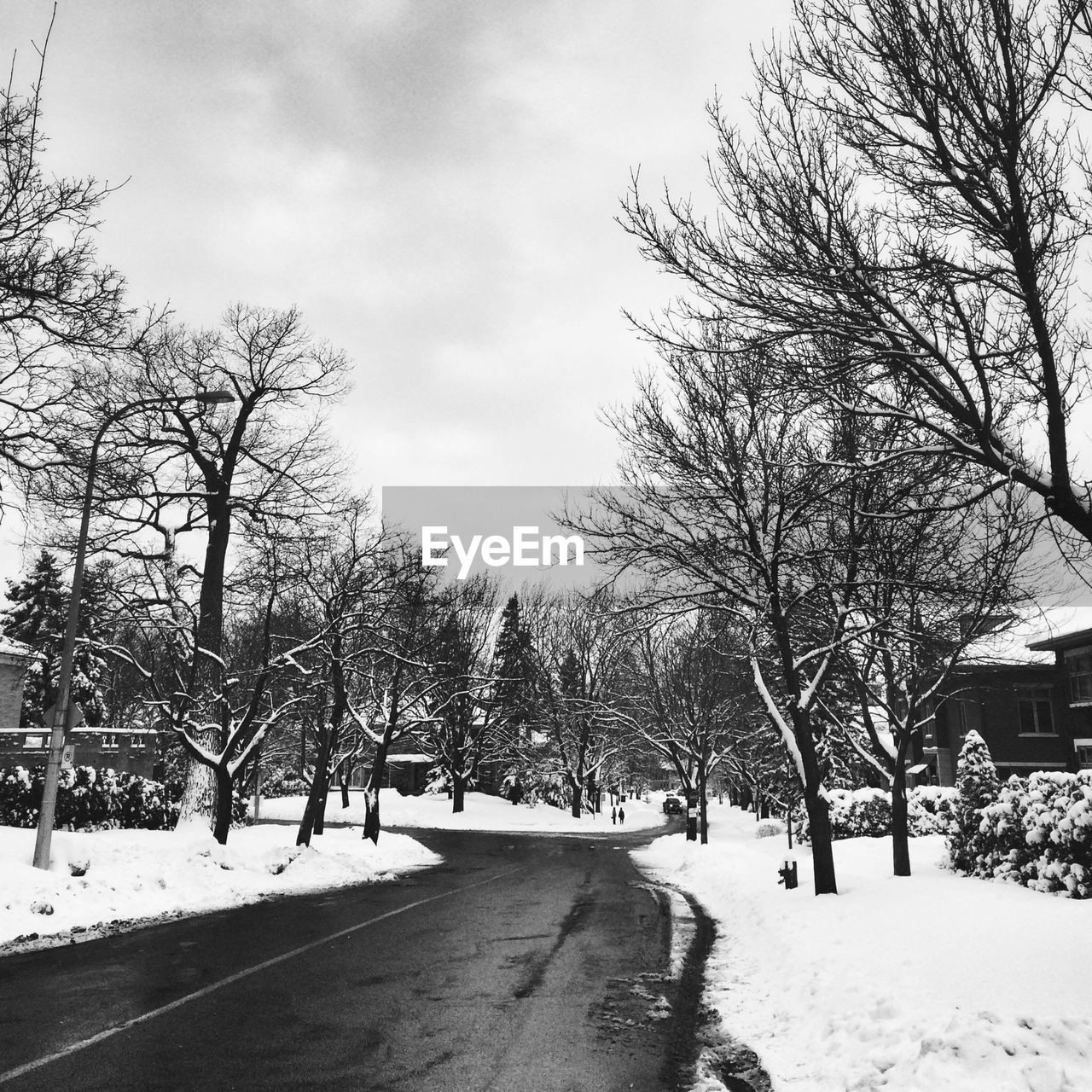 ROAD PASSING THROUGH BARE TREES