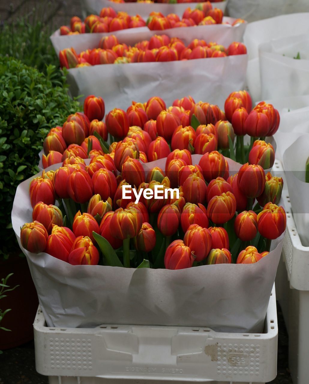 High angle view of red tulips in crates
