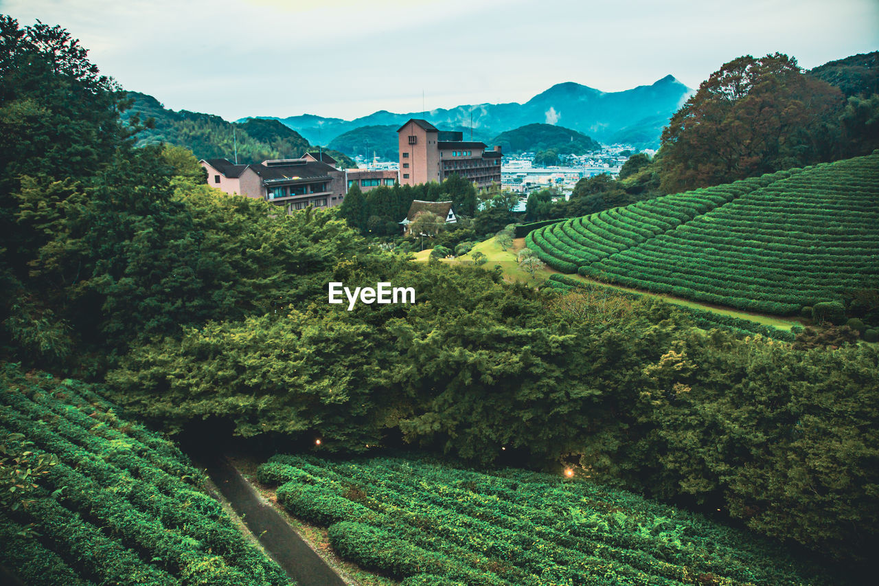 High angle view of tea crops and buildings