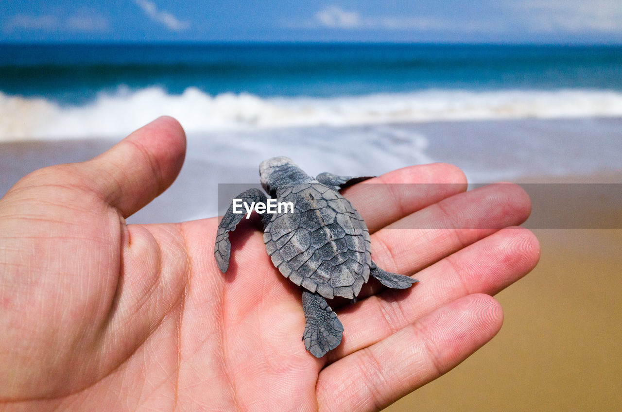 Cropped image of man carrying young turtle at beach
