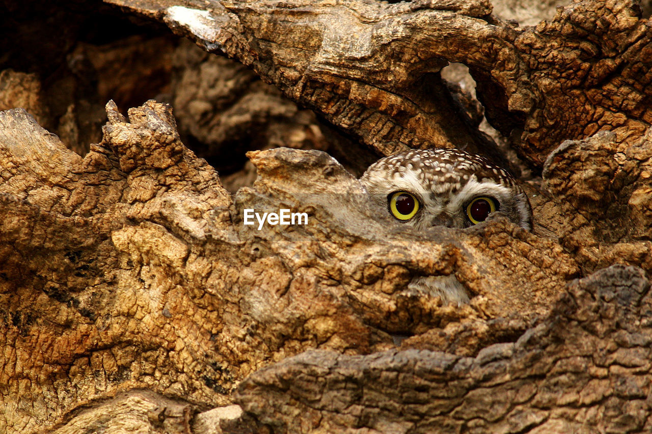 Spotted owl hiding in tree trunk