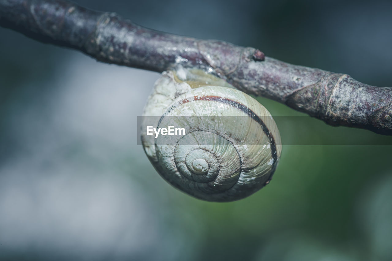 CLOSE-UP OF LIZARD ON TREE