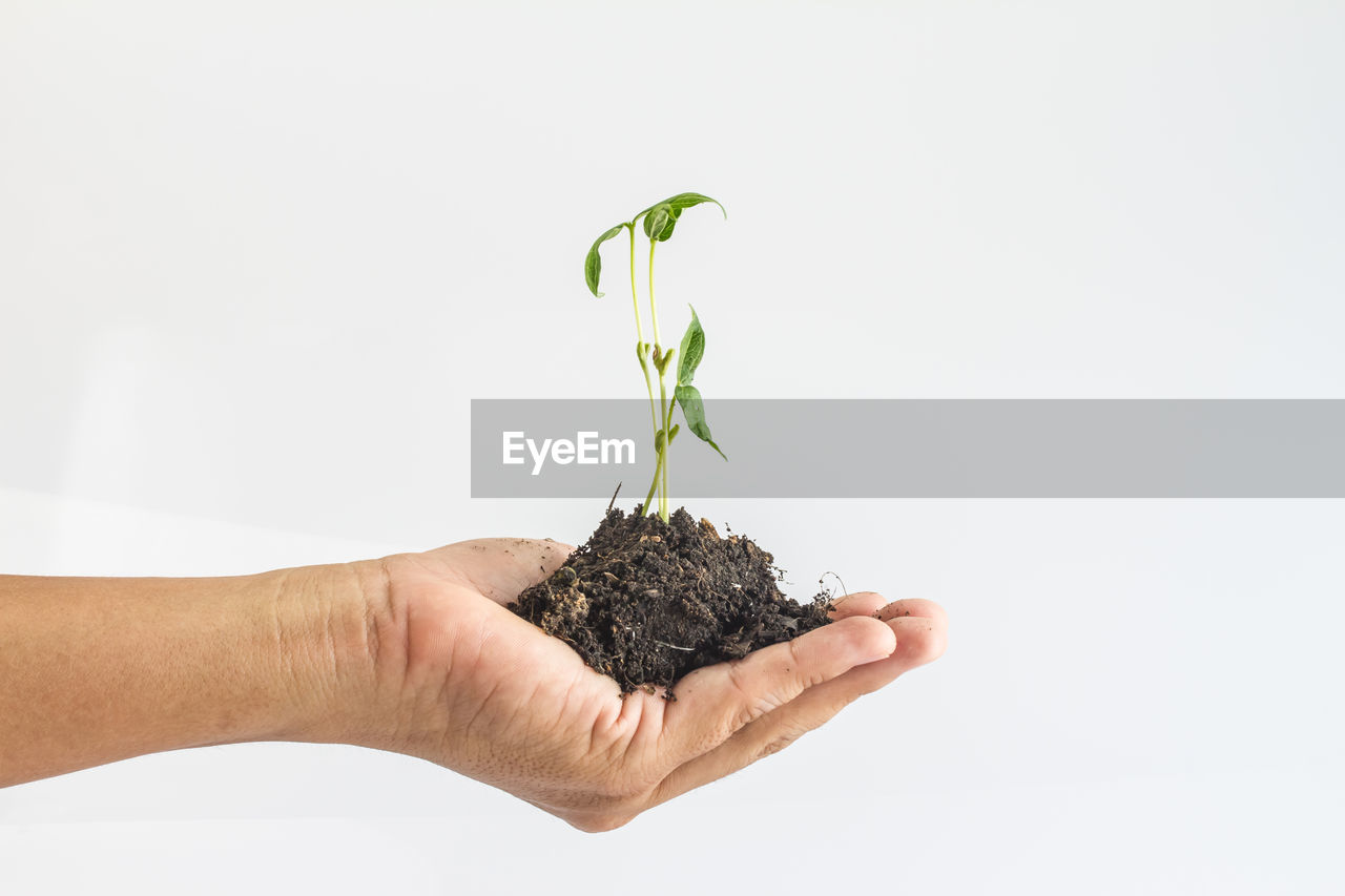 CLOSE-UP OF HAND HOLDING PLANT AGAINST WHITE BACKGROUND