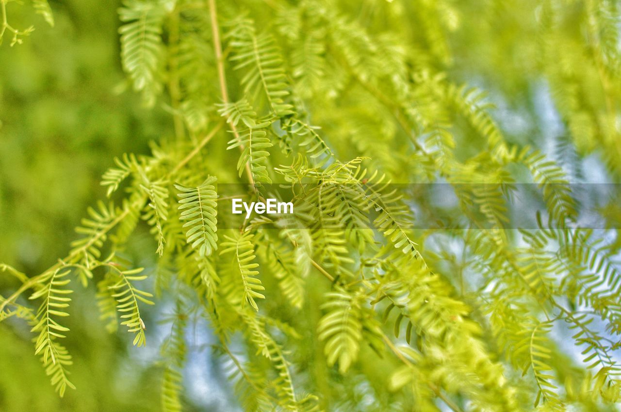 Close-up of pine tree