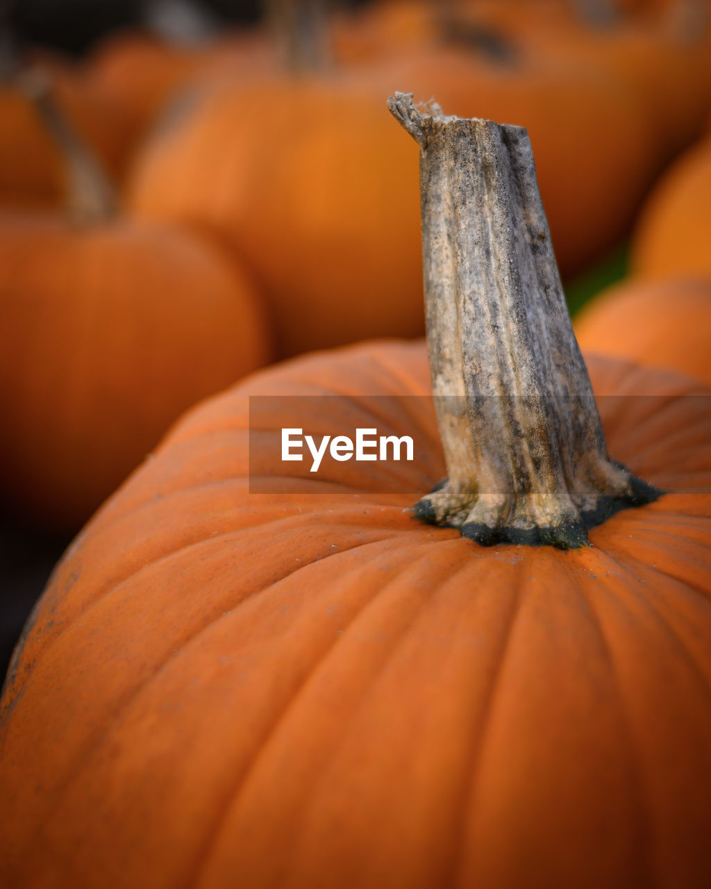 Close-up of pumpkin for sale at market