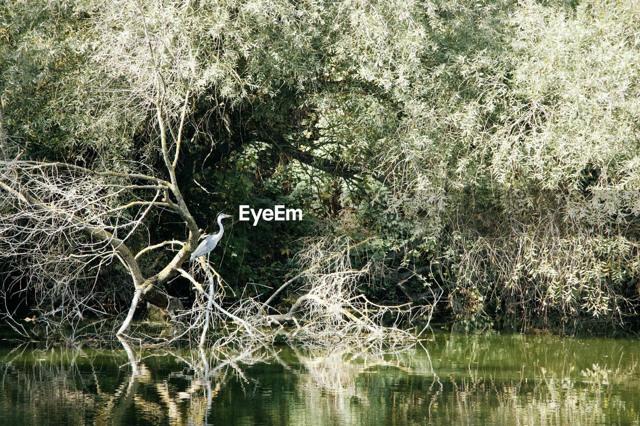 VIEW OF BIRDS IN WATER