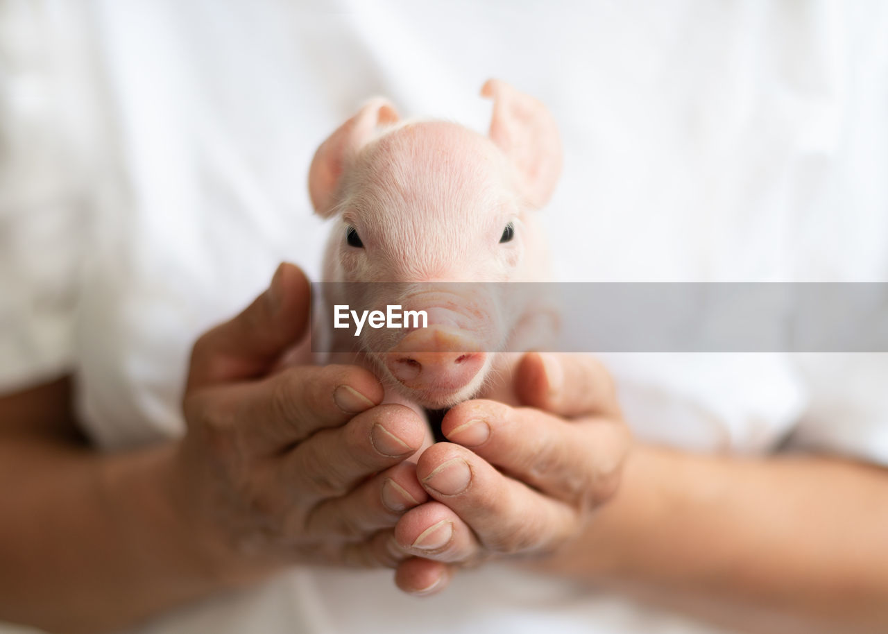 Midsection of woman holding piglet