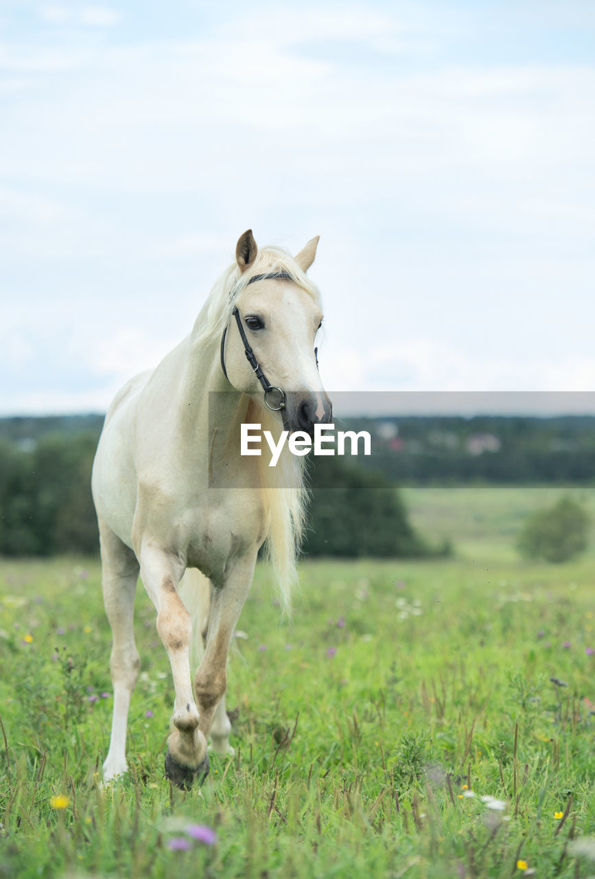 Horse running against sky