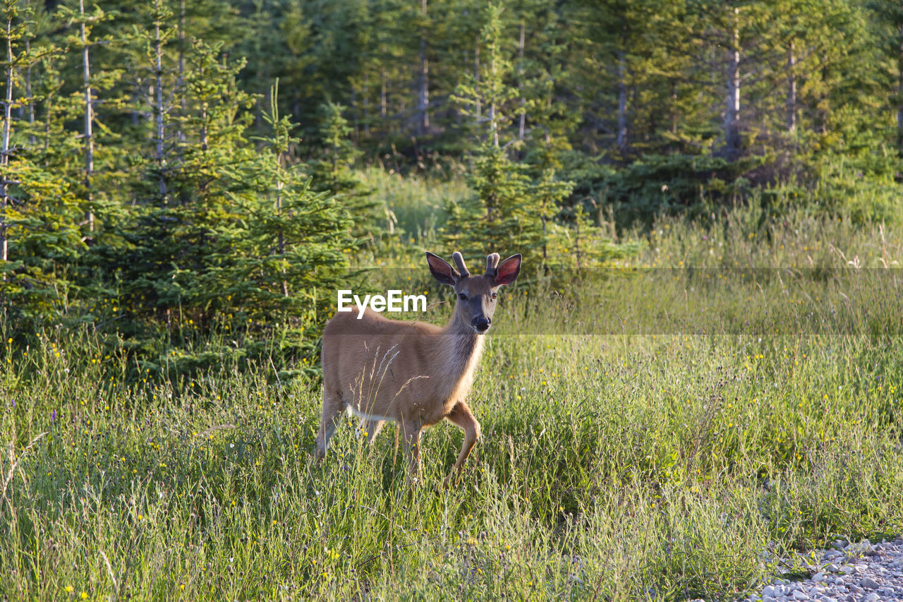 Deer standing in forest