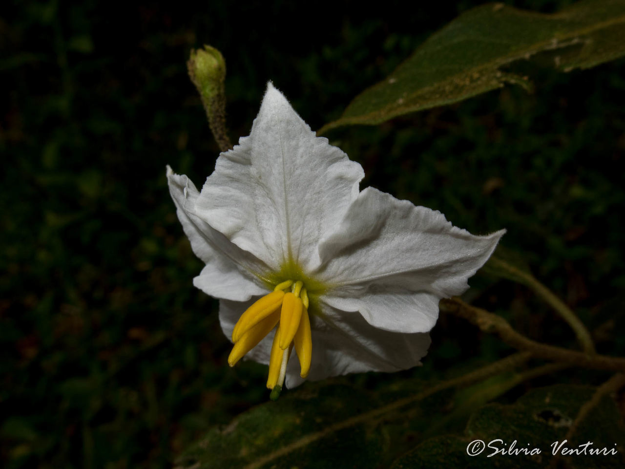 CLOSE-UP OF WHITE FLOWER BLOOMING