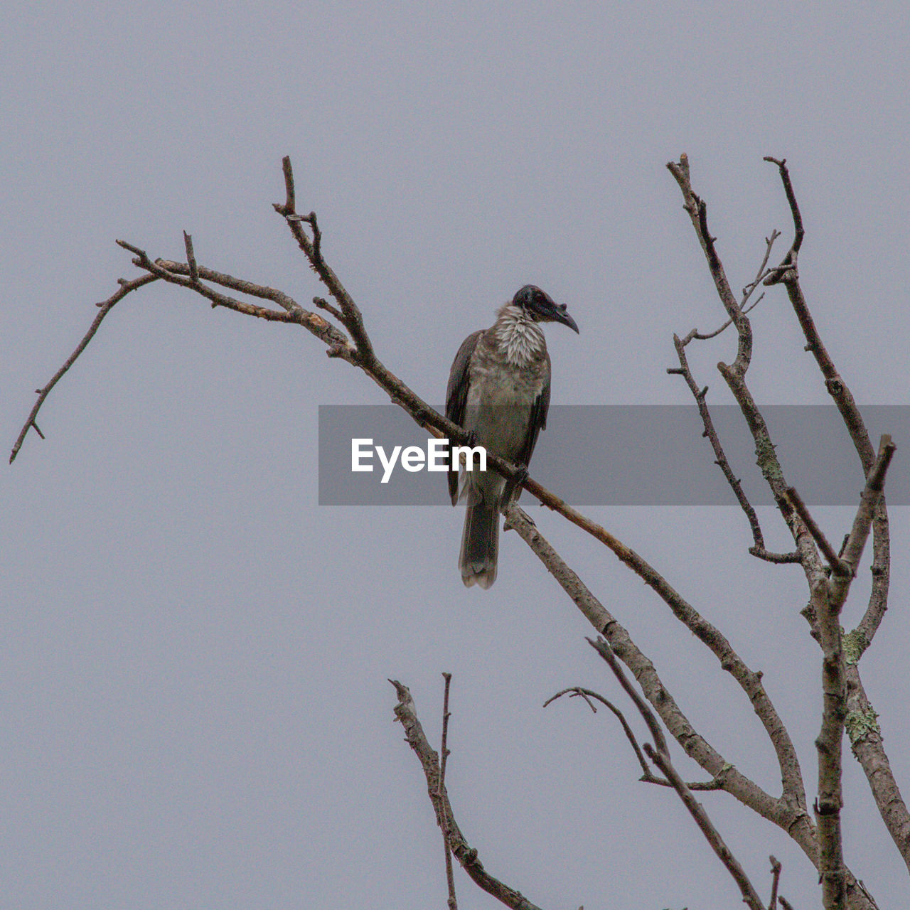 LOW ANGLE VIEW OF BIRD PERCHING ON TWIG