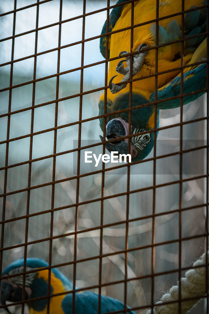 CLOSE-UP OF BIRD IN CAGE