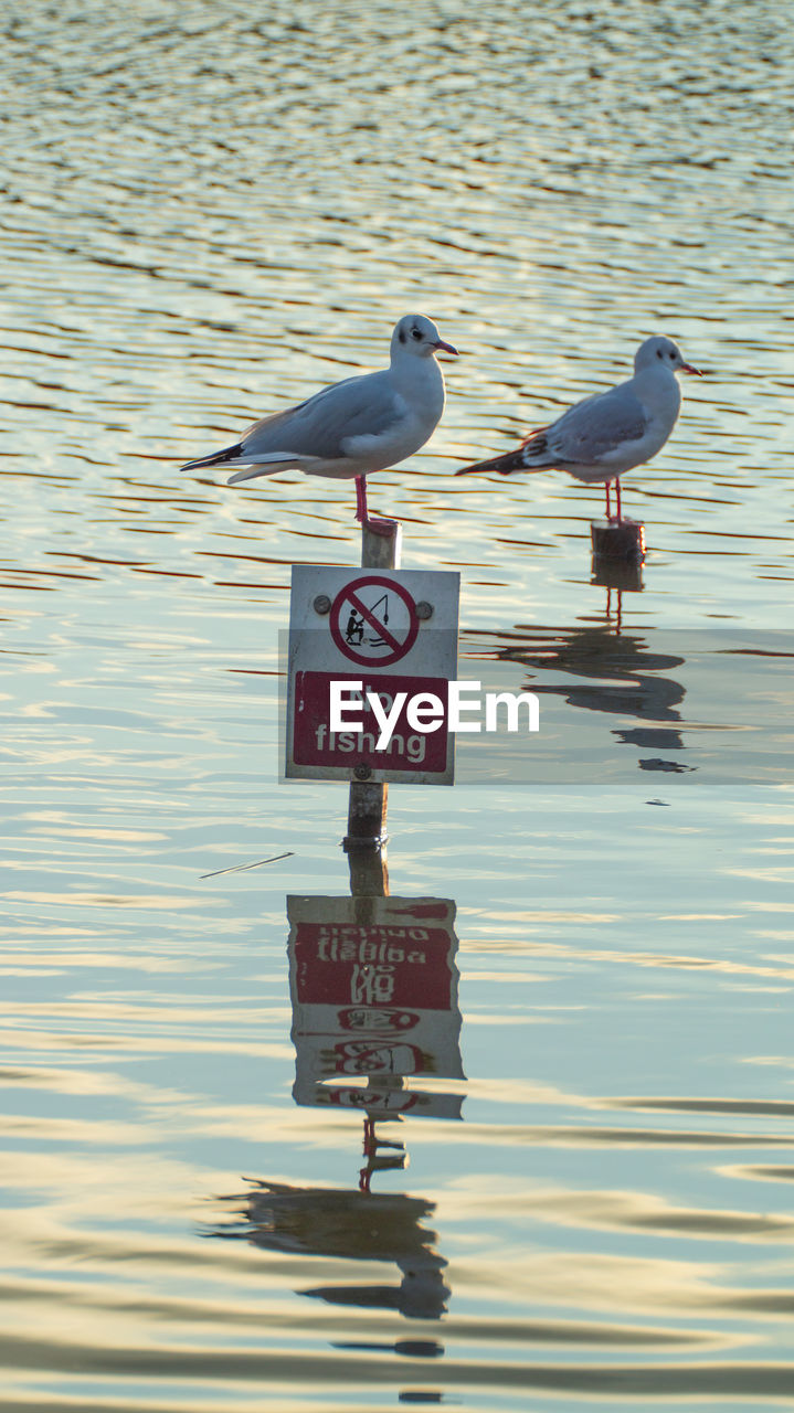 SEAGULL ON A LAKE