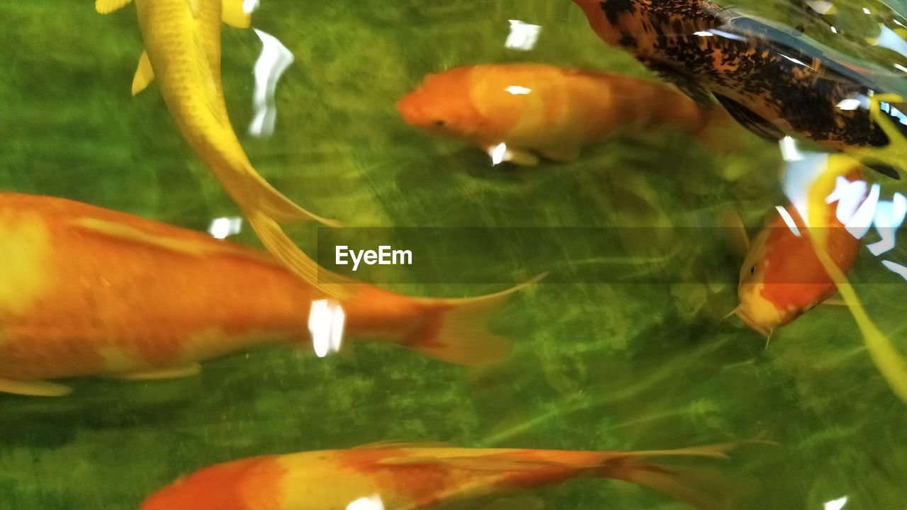 CLOSE-UP OF JELLYFISH FLOATING ON WATER