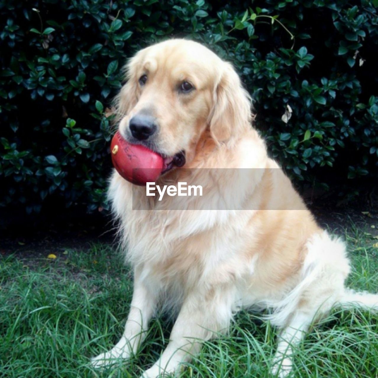 CLOSE-UP OF DOG ON GRASS