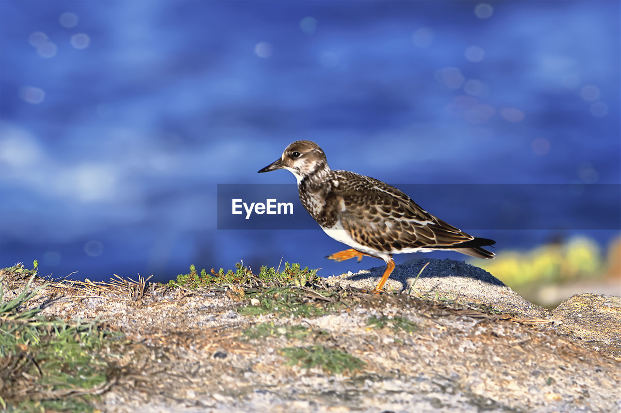 high angle view of bird perching on rock