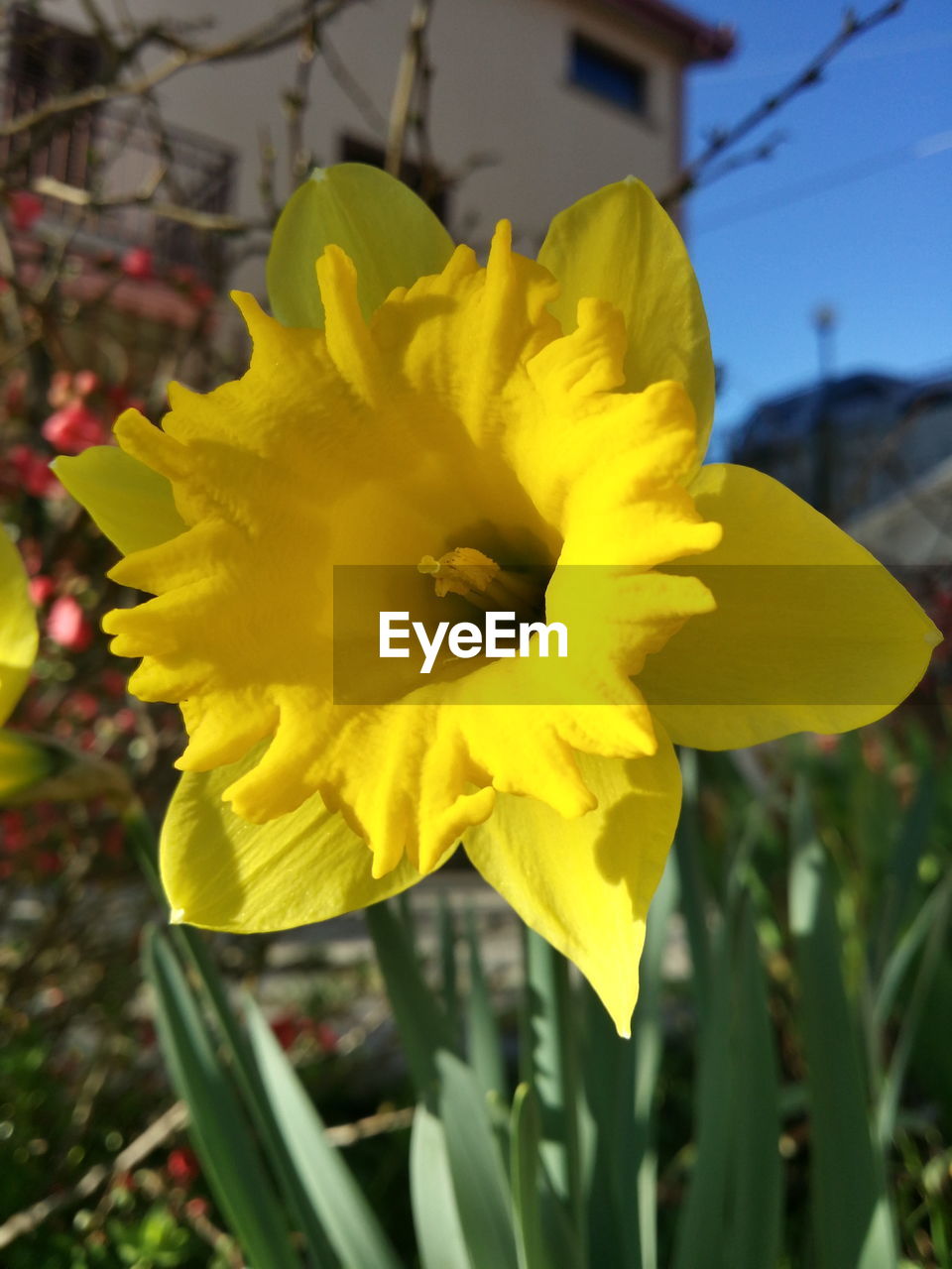 CLOSE-UP OF YELLOW DAFFODIL FLOWER