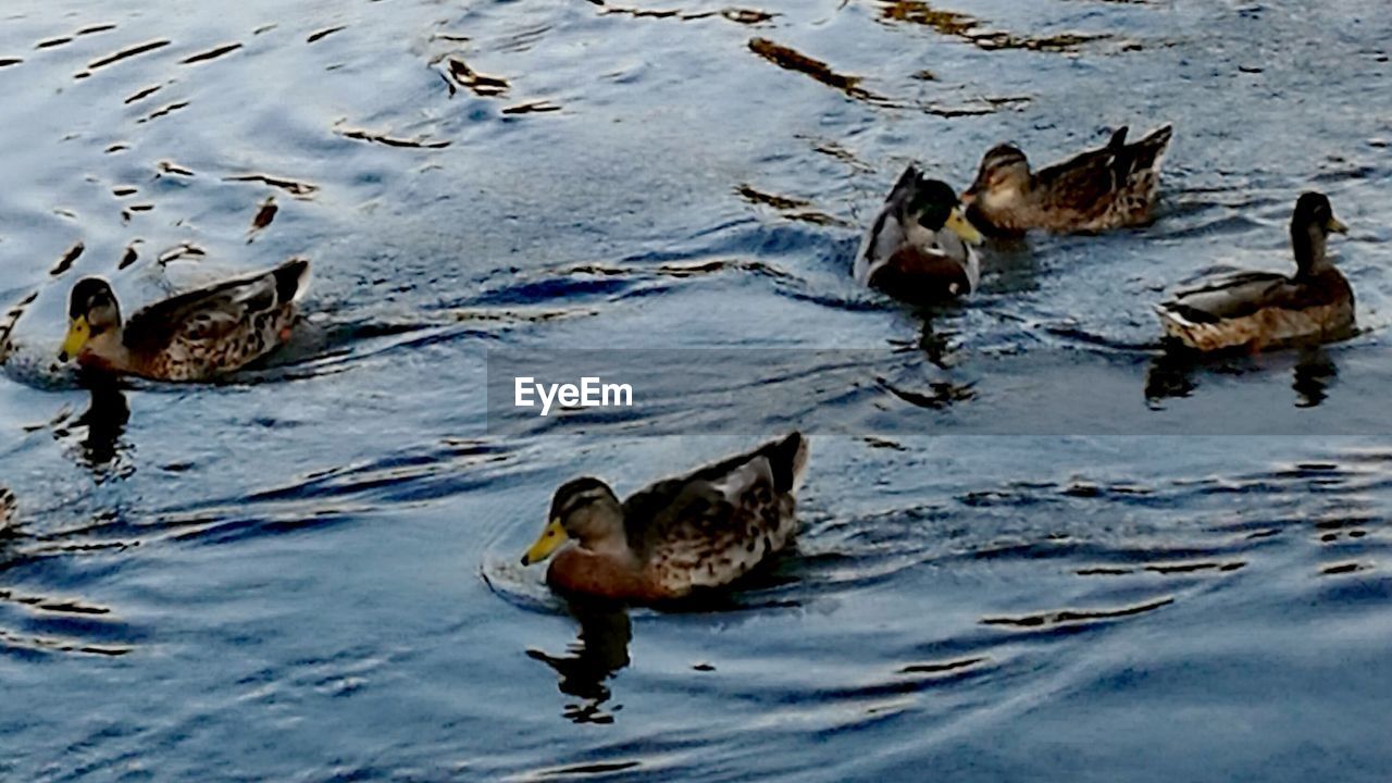 DUCKS IN LAKE