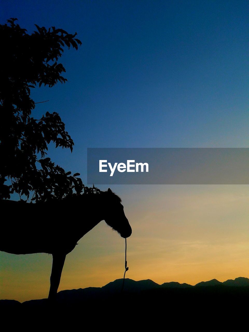 Silhouette of horse at sunset