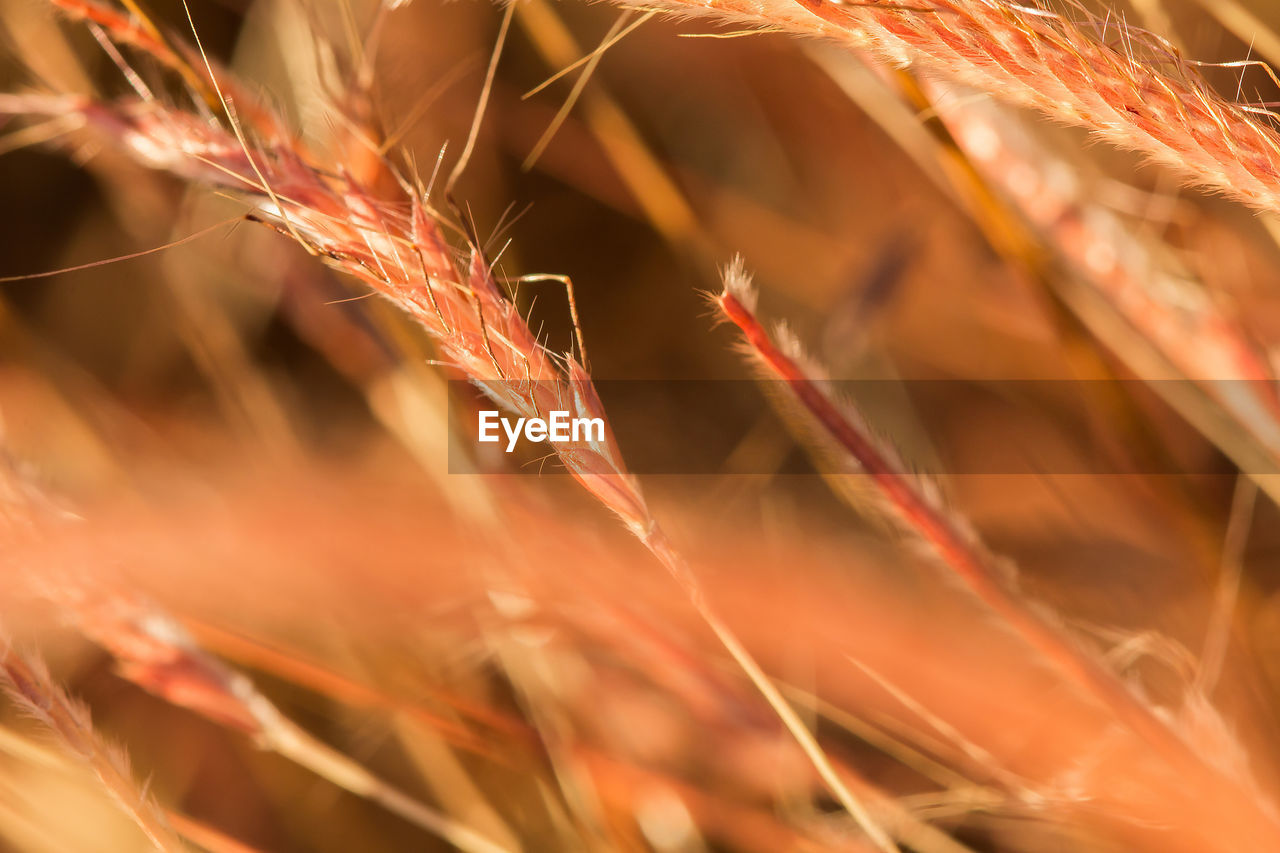 Close-up of crops on field