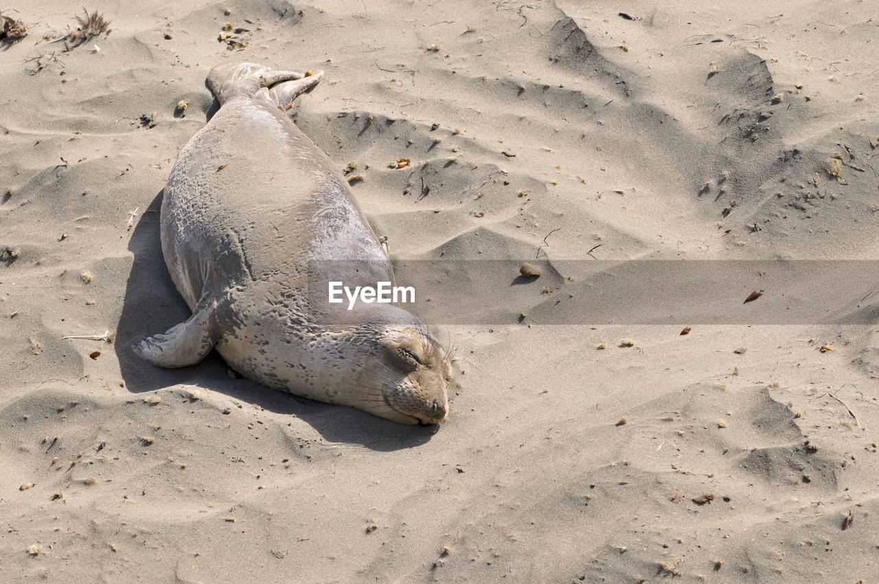 View of an animal on the beach