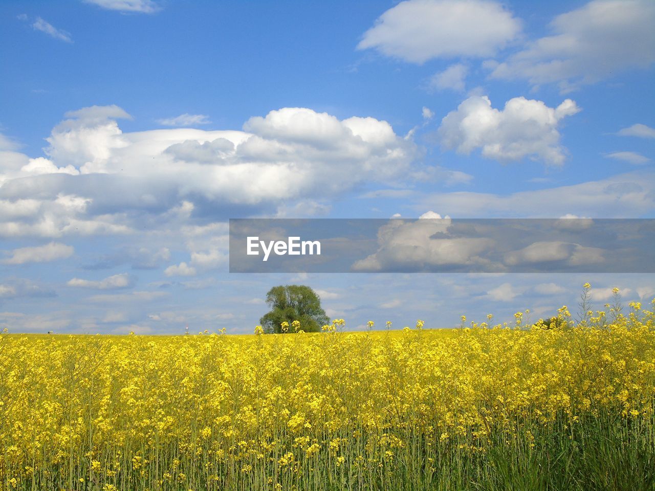 Scenic view of oilseed rape field against sky