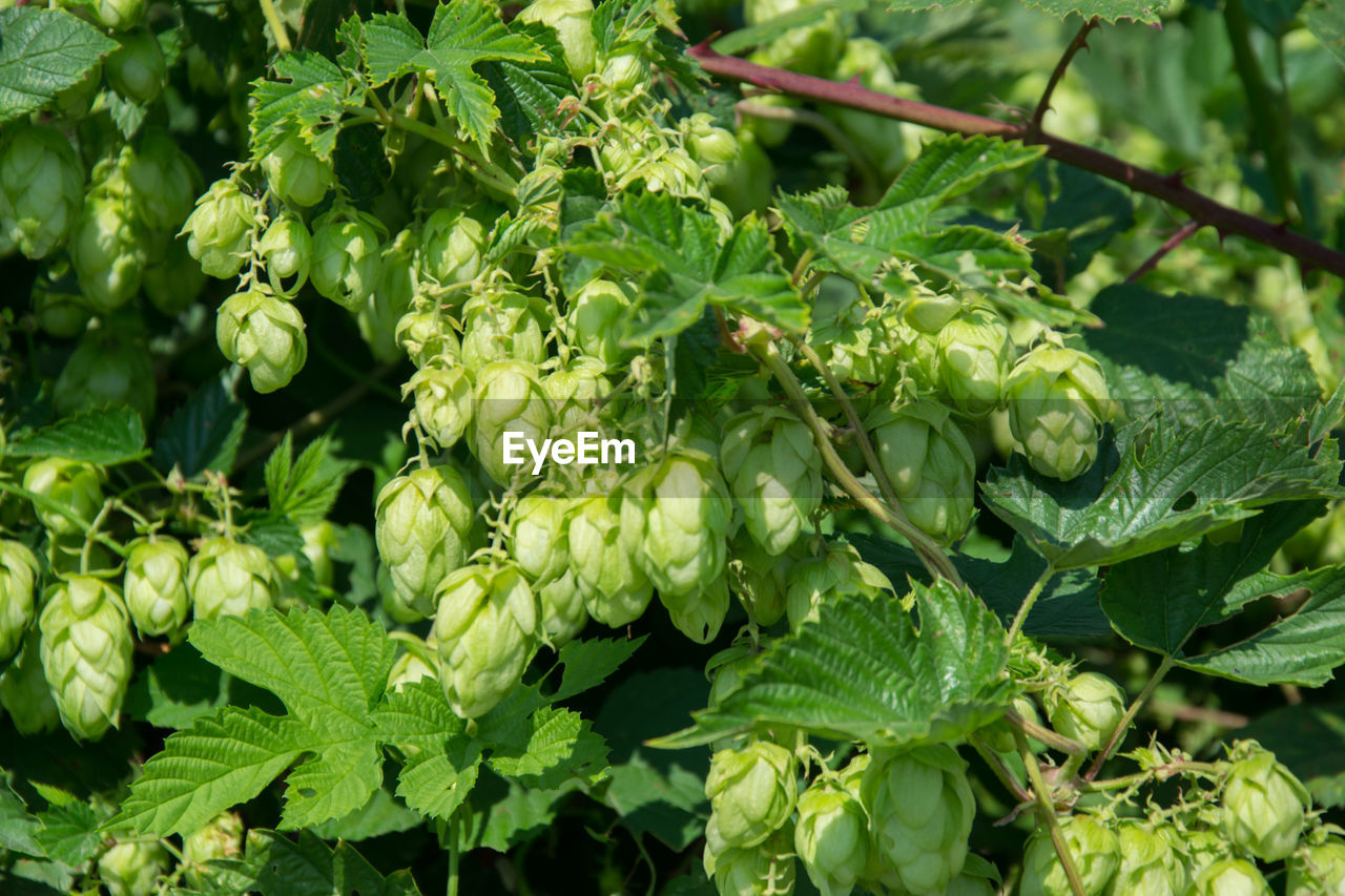 CLOSE-UP OF GREEN PLANT