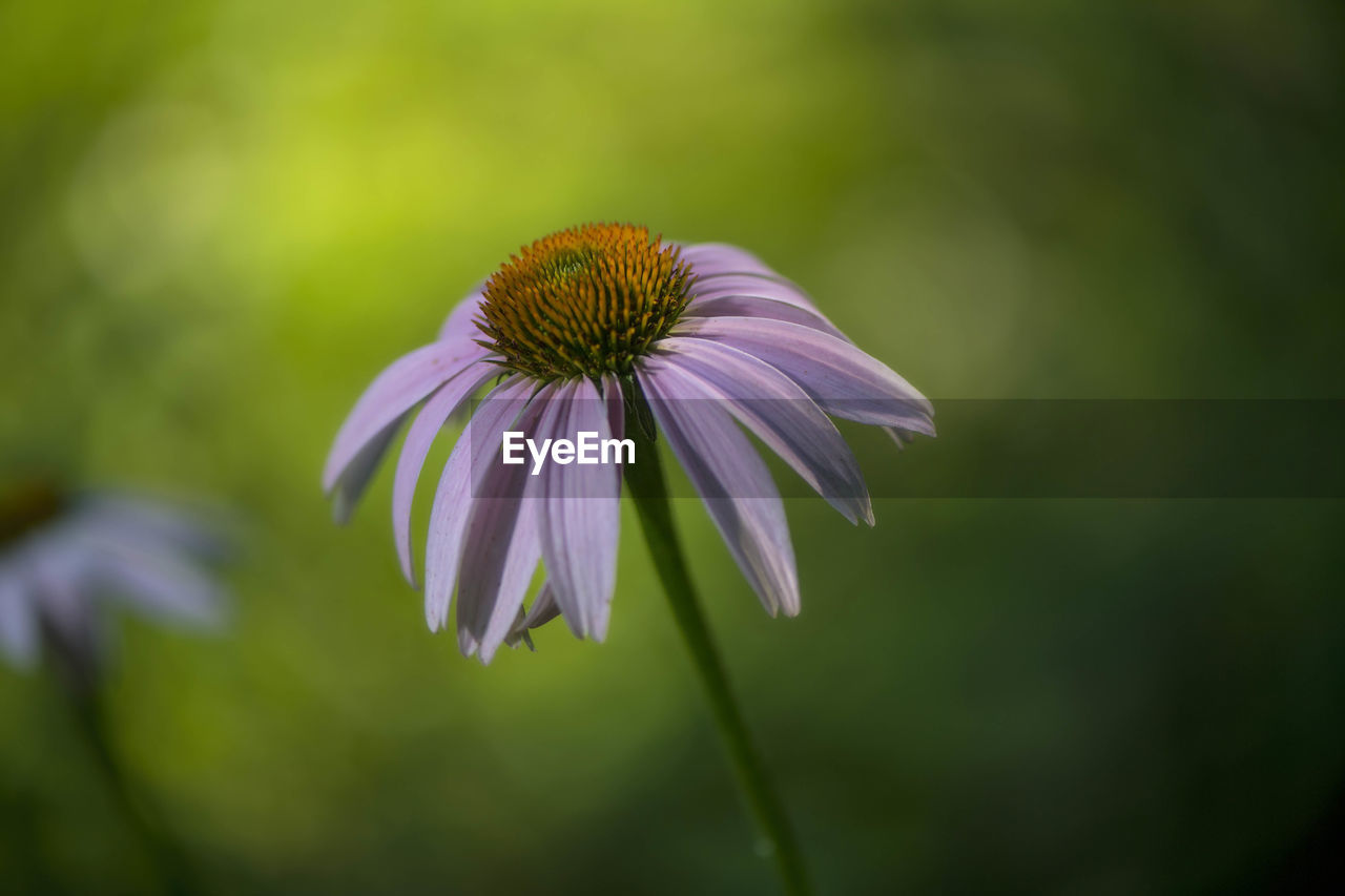 Close-up of purple coneflower blooming outdoors