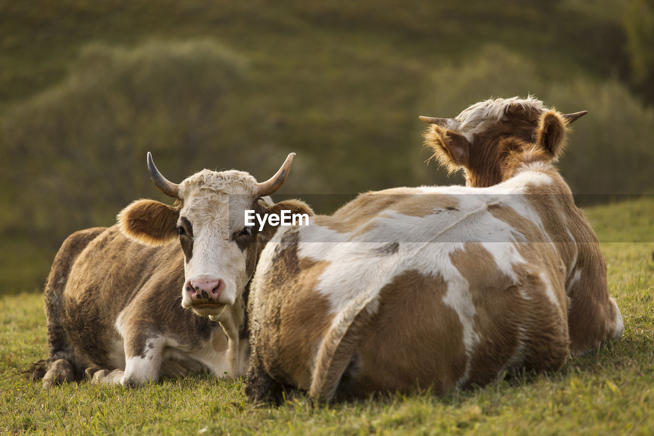 PORTRAIT OF A SHEEP ON FIELD