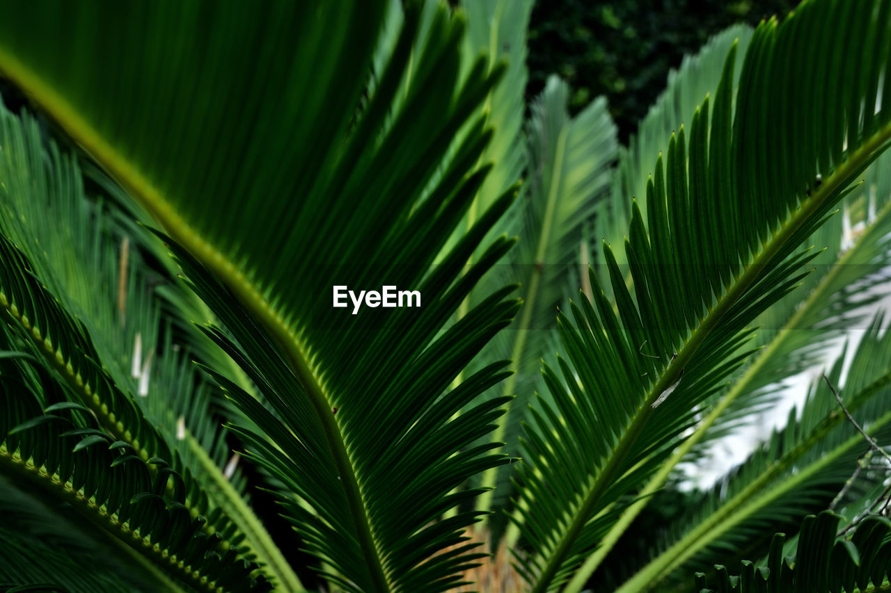 Low angle view of palm tree