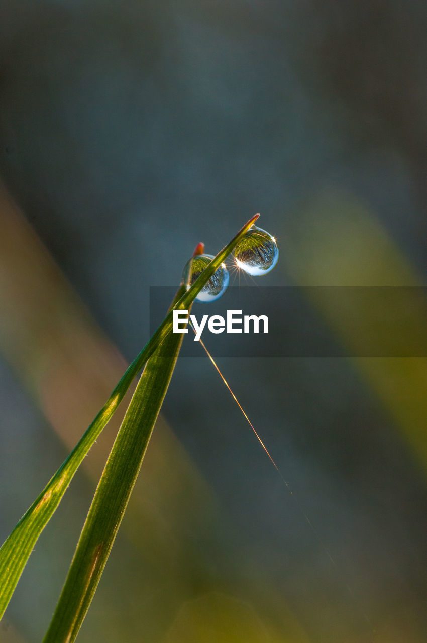 CLOSE-UP OF WATER DROPS ON PLANT