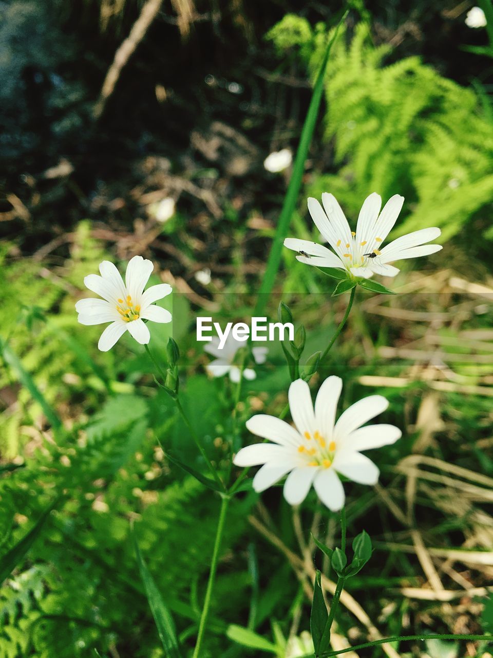 CLOSE-UP OF WHITE FLOWERS BLOOMING OUTDOORS