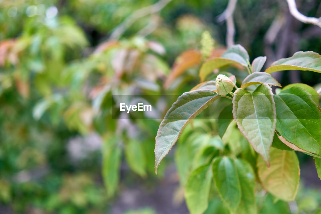 CLOSE-UP OF FRESH GREEN LEAVES IN PLANT