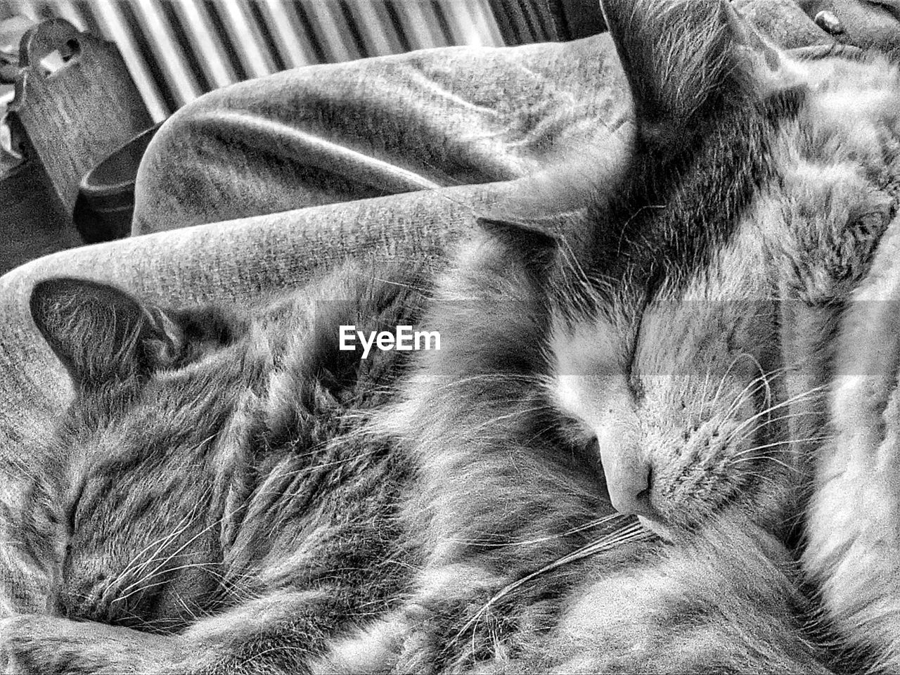 CLOSE-UP OF A CAT SLEEPING ON BLANKET