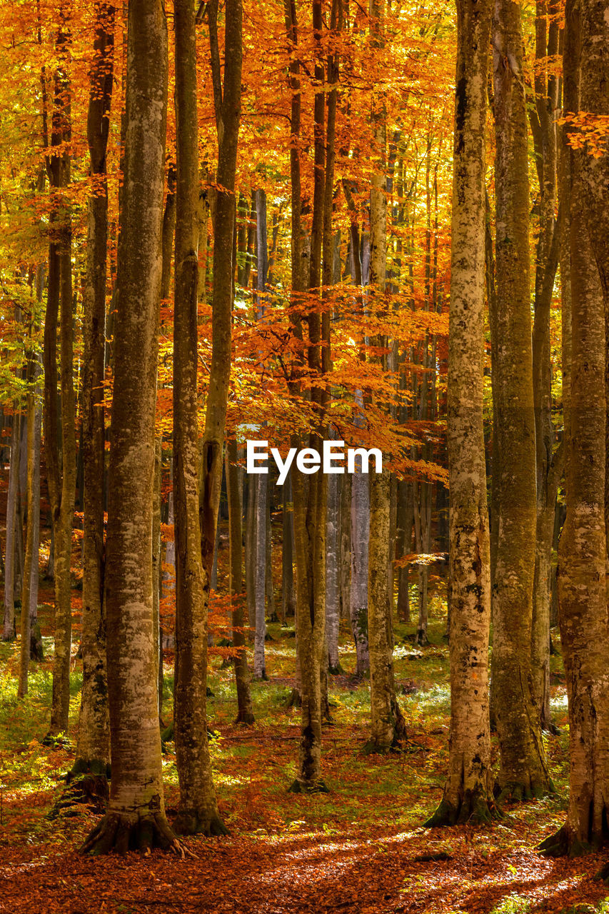 Trees in forest during autumn