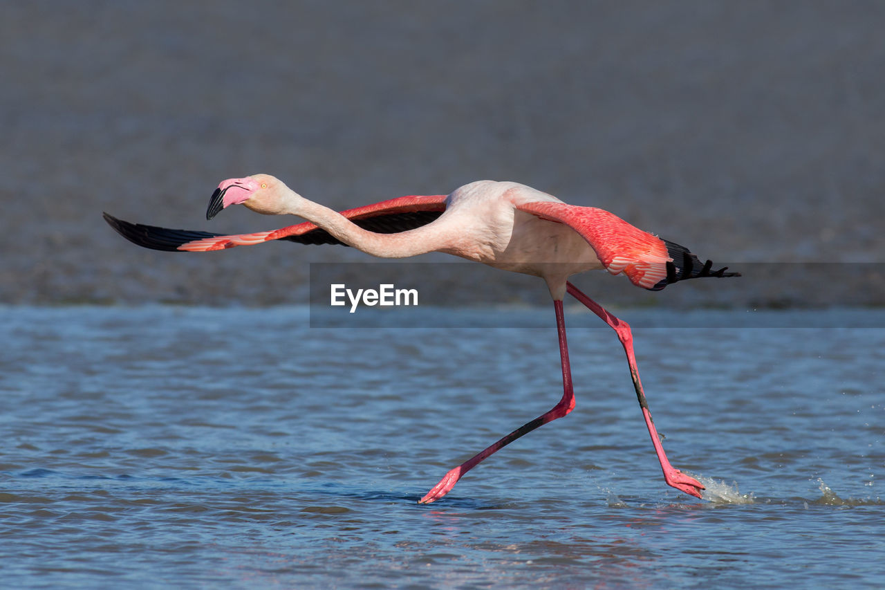 Greater flamingo in flight, phoenicopterus roseus, camargue