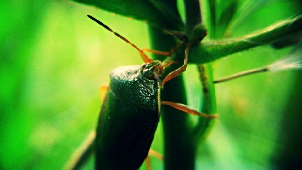 CLOSE-UP OF INSECT ON PLANT