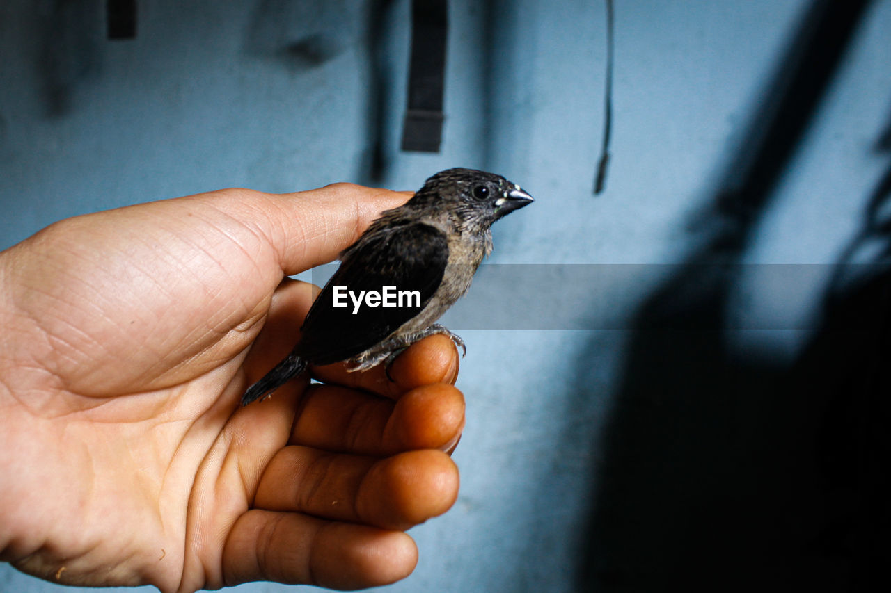 CLOSE-UP OF A HAND HOLDING BIRD