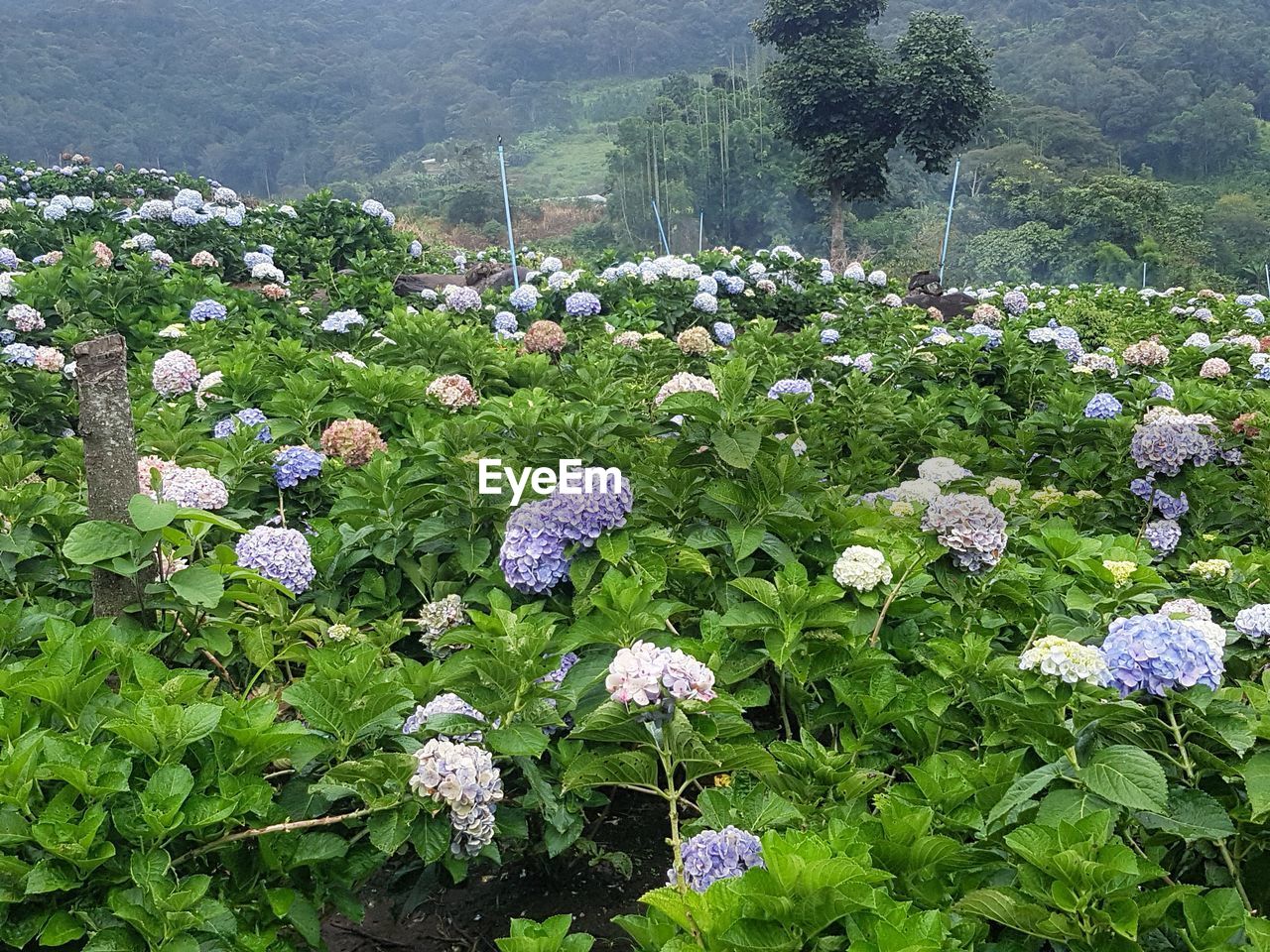 HIGH ANGLE VIEW OF FLOWERING PLANTS ON LAND