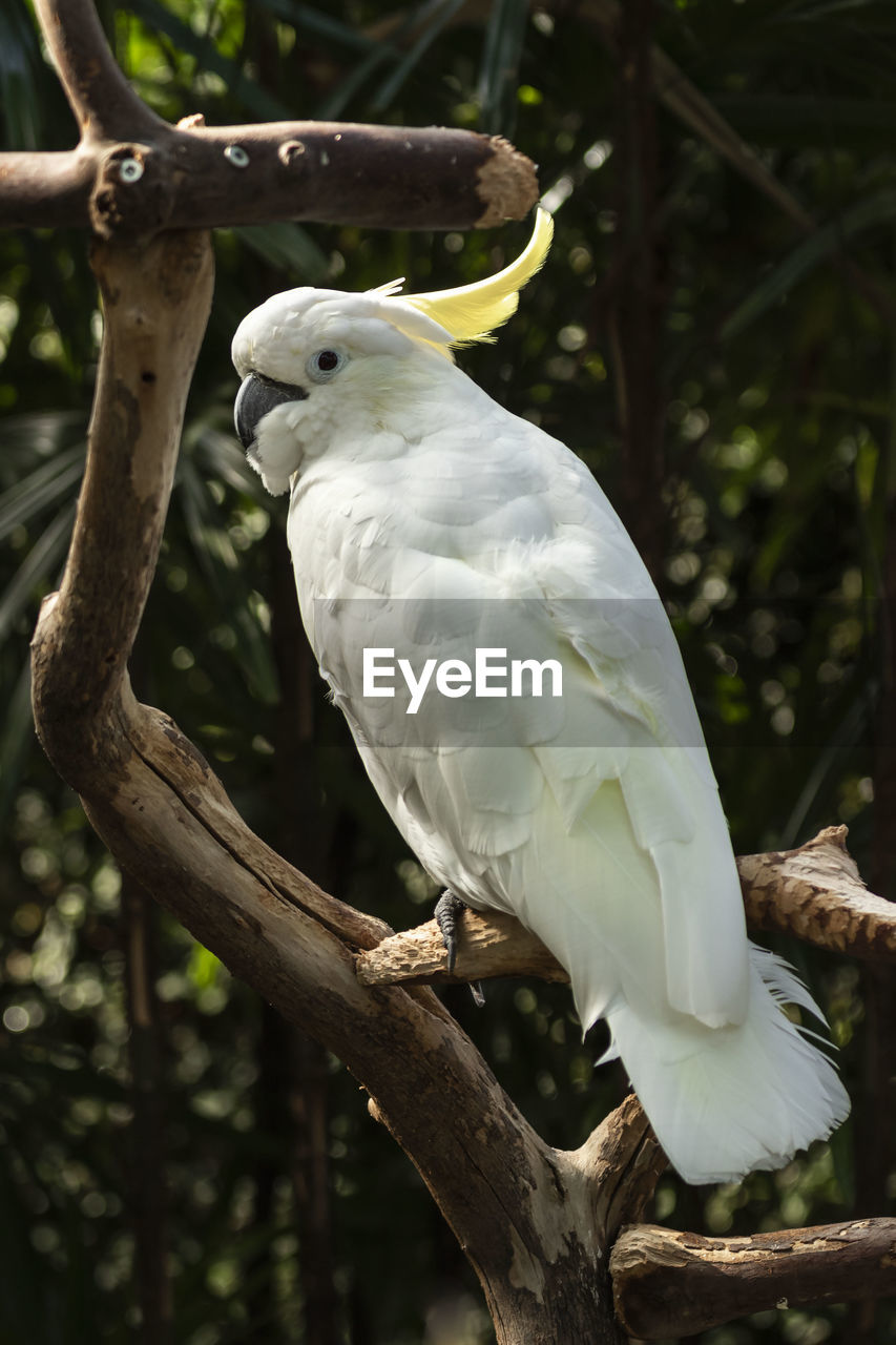 CLOSE-UP OF BIRD PERCHING ON BRANCH