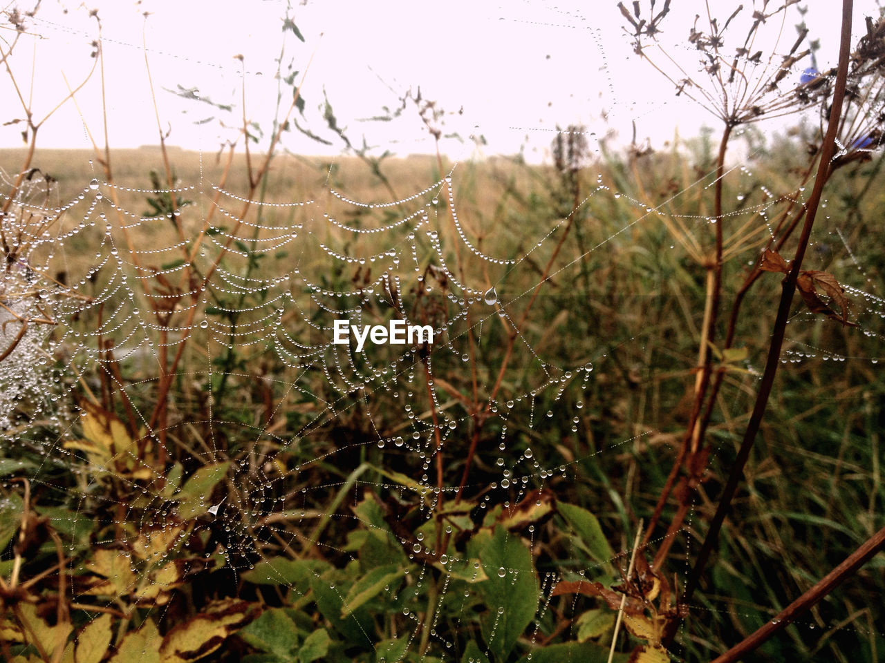 CLOSE-UP OF WET SPIDER WEB ON PLANT AT FIELD