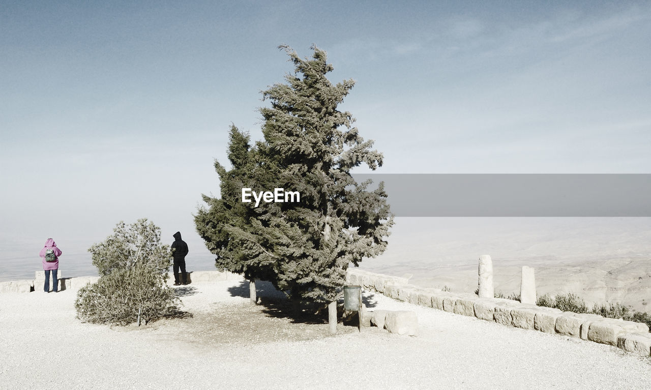 Tree on snow covered field against sky