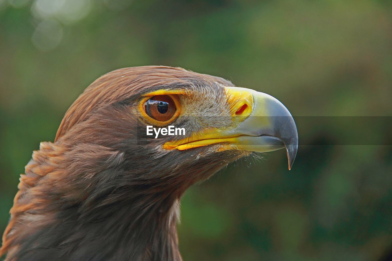 Close-up of eagle against blurred background