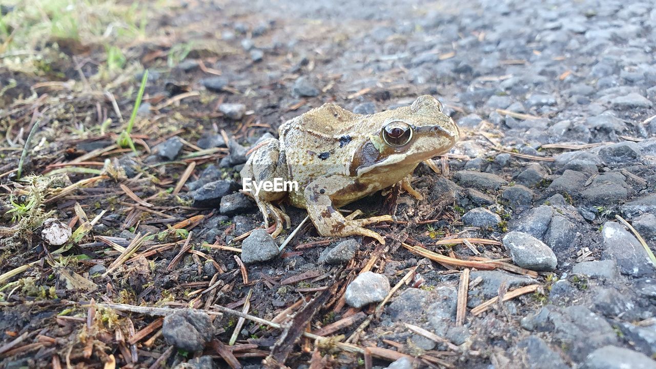 CLOSE-UP OF FROG ON ROCK