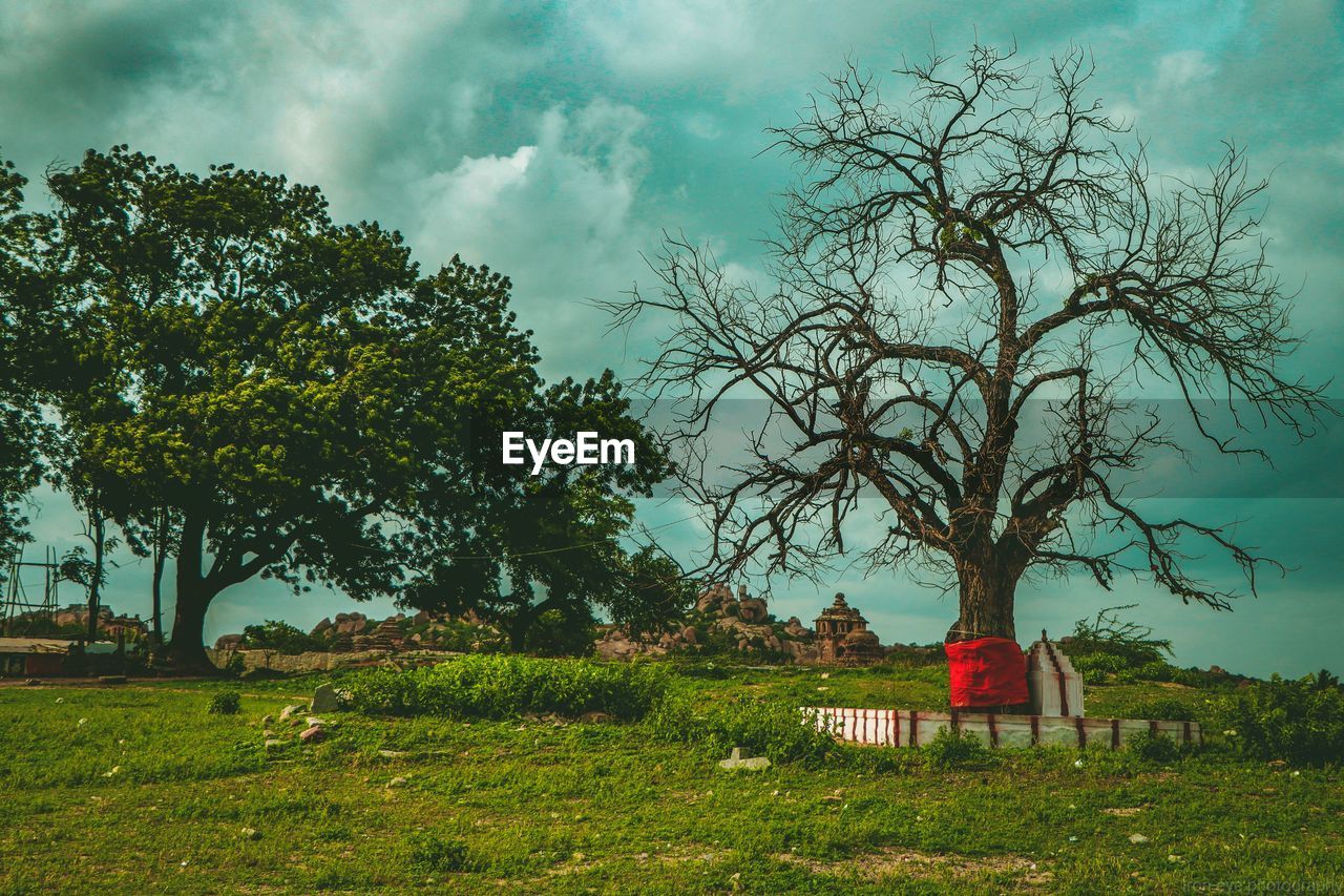 Trees on field against sky